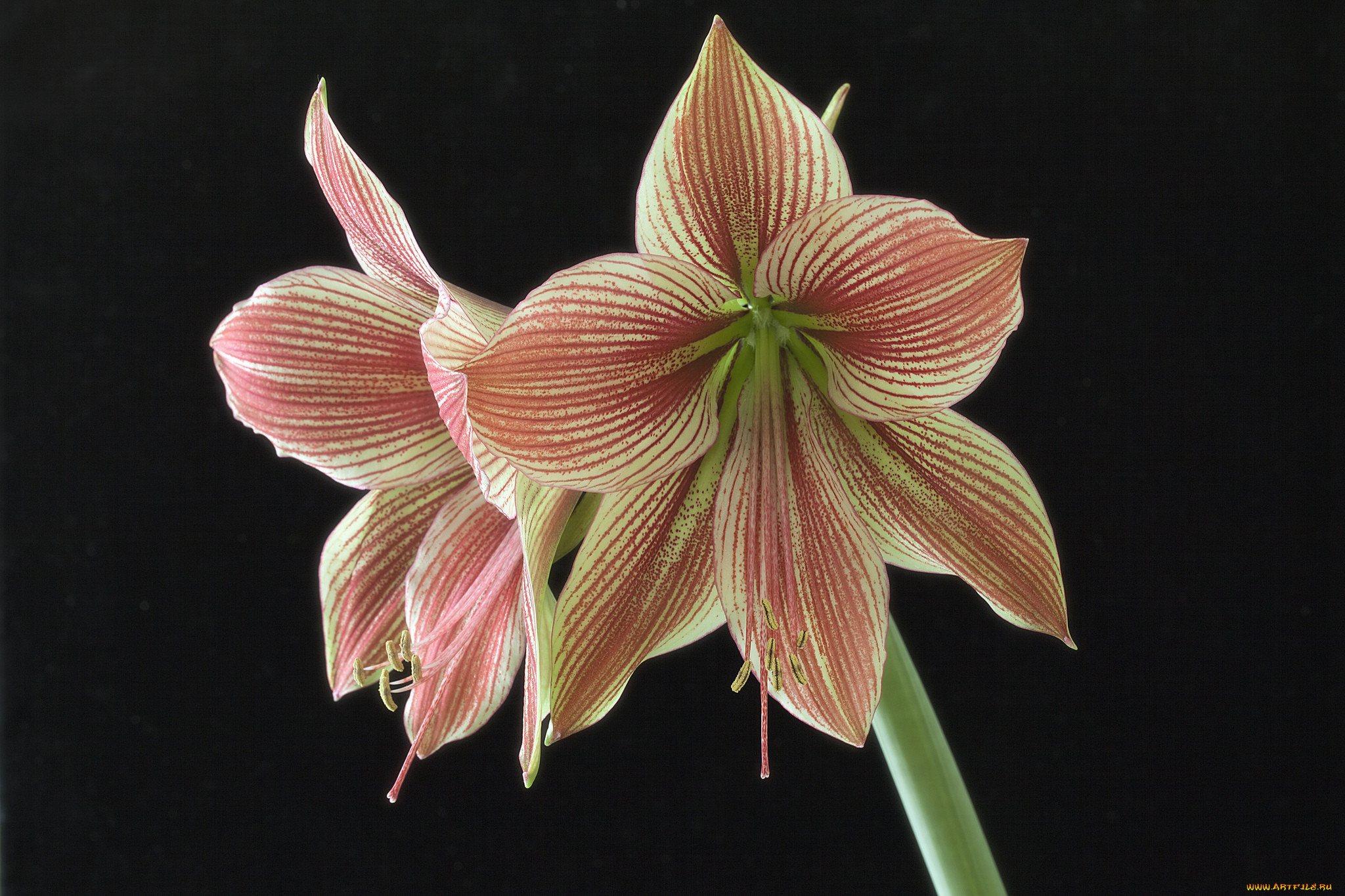 amaryllis exotic star, , ,  , 